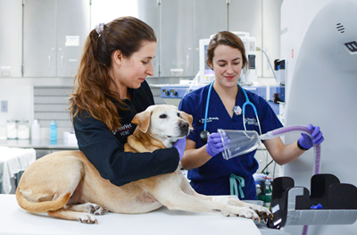 Veterinary researchers prepare canine trial participant Ruthie for an experimental FLASH proton radiation treatment.